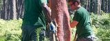 Le chêne-liège, allié du pin maritime