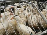 Foie gras: l'arrêté sur la mise aux normes des élevages publié