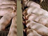 Crise du porc: tous les pays touchés… sauf l’Espagne