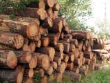 La filière forêt/bois cherche financements