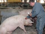 L’Arepsa veille à la bonne santé du cheptel porcin du Sud-Ouest