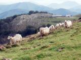 Génopyr révolutionne la sélection des races ovines basco-béarnaises
