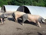 Un fonds régional pour assurer le maintien de la production porcine régionale
