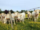 La filière française bovine «vent debout» contre l’accord UE/Mercosur