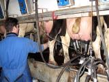 Les dérogations à la directive Nitrates en partie responsables de la crise laitière 2014/2016