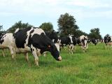 La filière laitière française s’engage à réduire son empreinte carbone