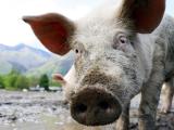 Fortes inquiétudes sur le prix du porc