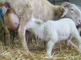 Un nouveau round pour la vente directe d’agneau de lait des Pyrénées