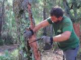 Les Landes veulent maintenir à flot la production de chêne-liège