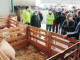L’agneau de lait des Pyrénées à la recherche de nouveaux débouchés