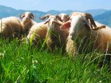 Le lait de brebis ne connaît pas la crise dans les Pyrénées-Atlantiques