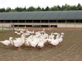 Le foyer d’influenza aviaire H5N8 confirmé dans un élevage de canards landais