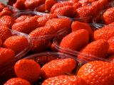 Les fraises françaises font leur retour sur les étals