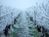 La majeure partie des productions fruitières et des vignes ravagée par le gel