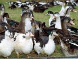 Influenza aviaire : retour au niveau de risque «négligeable»
