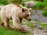 Les effarouchements renforcés des ours de nouveau autorisés
