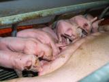 La castration des porcs au cœur des débats du congrès de la FNP