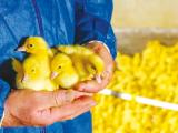 Influenza aviaire : les arrêtés sur la biosécurité sont parus