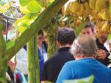 Le partenariat entre la Scaap Kiwifruits et Euralis porte déjà ses fruits