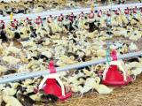 Influenza : accord interprofessionnel en vue pour réduire la densité des élevages