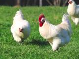 Influenza aviaire : la Bresse refuse de confiner ses volailles