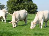 La demande en viande bovine progresse alors que la filière française décapitalise