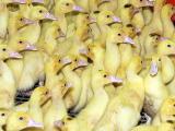 Foie gras : des «axes de travail» en vue du redémarrage de la production