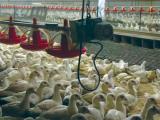 L’épizootie d'influenza aviaire repart de plus belle dans l’Ouest