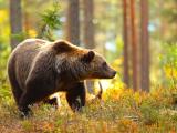 La population d’ours dans les Pyrénées françaises continue de croître