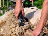 La laine des Pyrénées se cherche un nouveau souffle