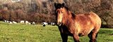 Les éleveurs de chevaux de trait réclament « un plan d'urgence »