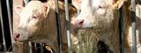 L'Aquitaine relance son programme d'aides aux élevages
