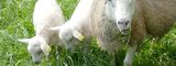 Alléger les charges de structures en élevage ovins