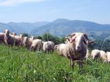 Inn'Ovin : le nouveau programme d'actions de la filière ovine