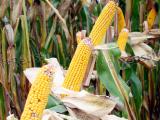 Maïs sur pied : estimer le prix au plus juste