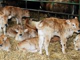 Le GDS 64 se mobilise contre la diarrhée virale bovine (BVD)