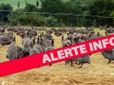 Un foyer de grippe aviaire confirmé dans les Landes