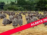 Grippe aviaire : les mesures de protection mises en place dans les Landes