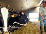 Crise laitière: Bruxelles affine son dispositif