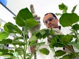 Entre Bayer et Monsanto, fiançailles de géants dans l’agrochimie 