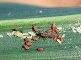 Pucerons et cicadelles sur maïs: observer avant d’agir