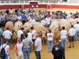 Du beau bétail attendu dans les arènes de Tyrosse ce samedi 3 septembre