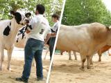 À Saint-Palais, l’élevage basco-béarnais en concours et en fête