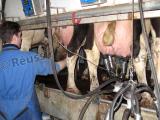 Le Foll annonce une aide de 0,24 €/kg de lait non produit