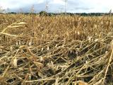 Nouveau coup dur pour le maïs dans la région du sud Adour