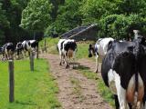 Réduction de la production laitière: 180.000 tonnes souscrites en France