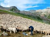 Aides ovines et caprines : plus que quelques jours pour faire vos télédéclarations