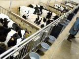 Les antibiotiques en net recul dans l’élevage des veaux de boucherie