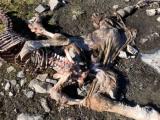 Mort suspecte d’un poulain en vallée Aspe