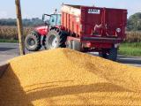 Récolte de maïs : des quintaux, malgré les aléas climatiques
